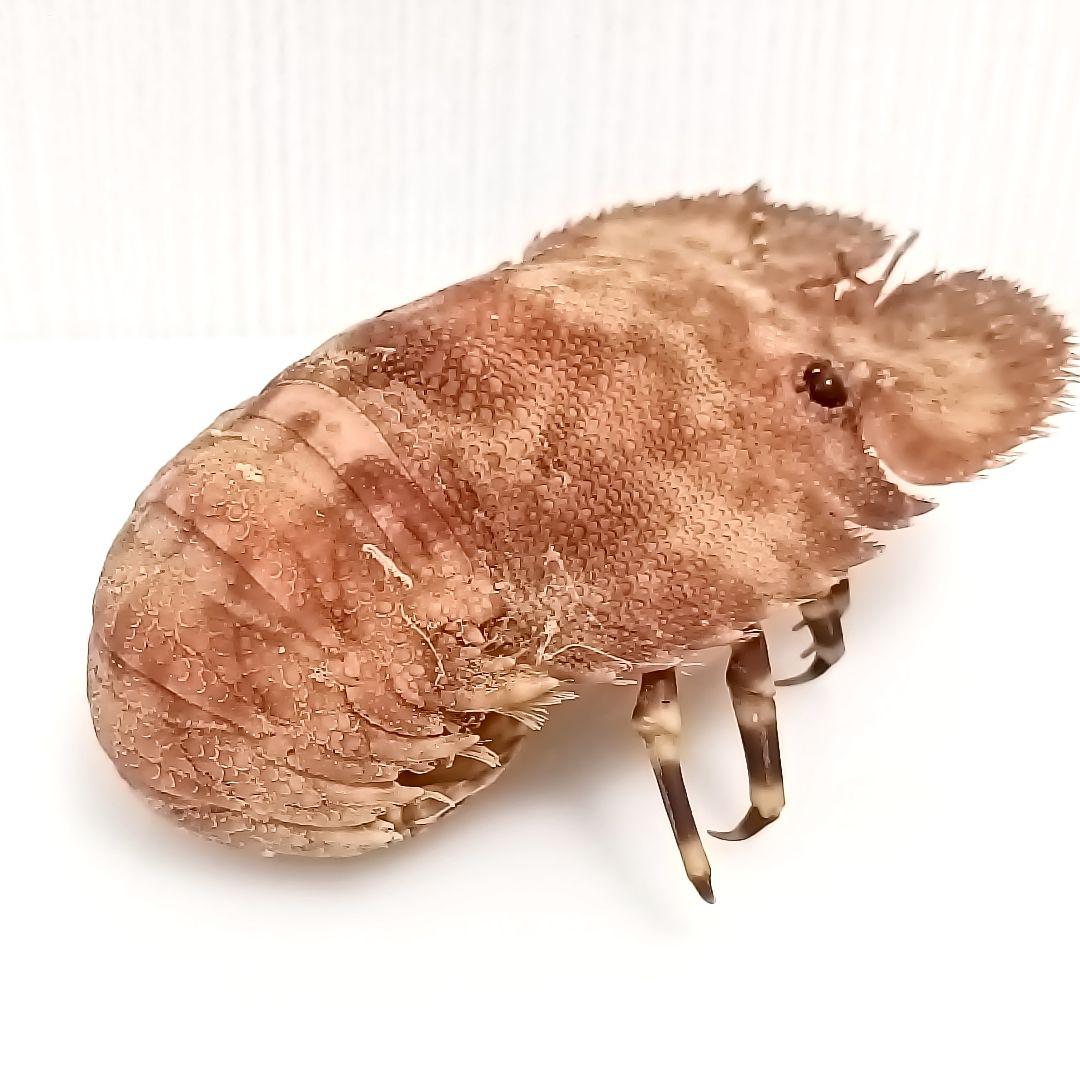 極美品【1点物】セミエビ 乾燥標本 色彩保存標本 関節可動