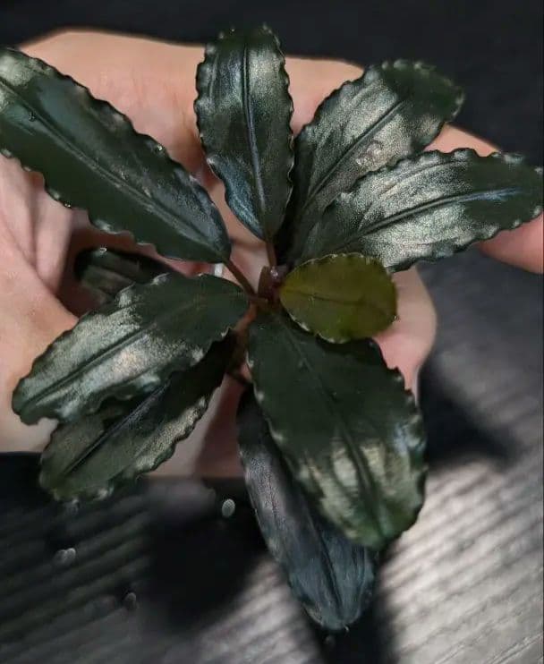 水草 Bucephalandra sp.UpperPearlMidnightBlue