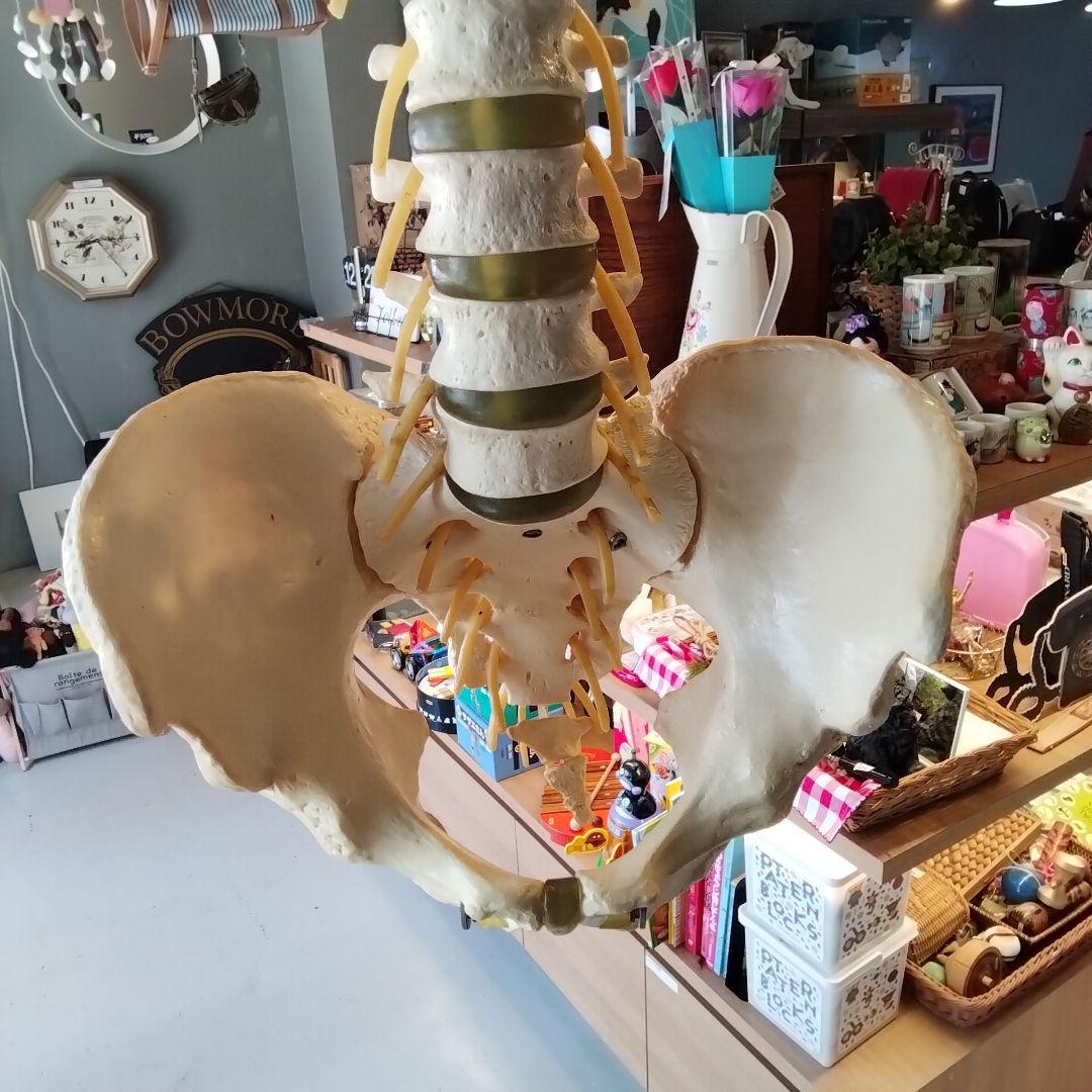 教育用 吊るし脊髄模型