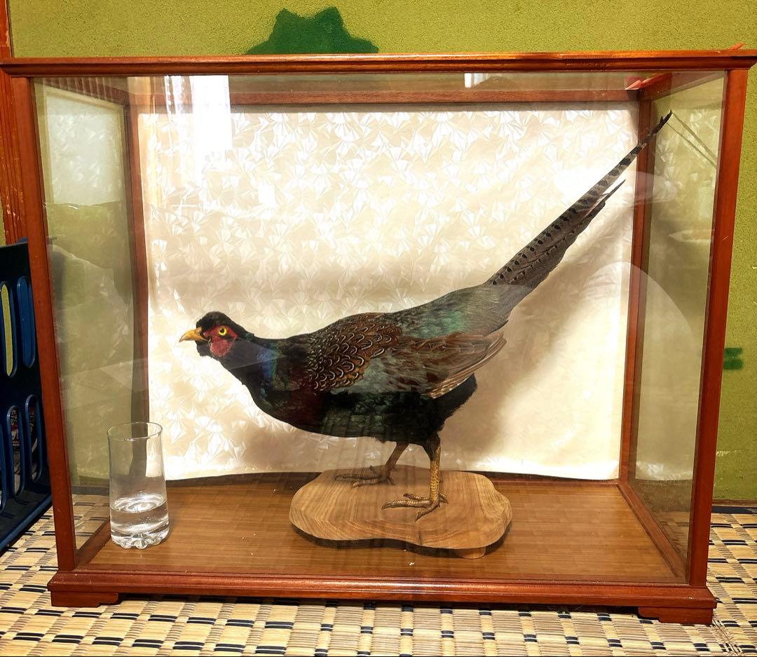 雉　鳥類標本 ガラスケース付き