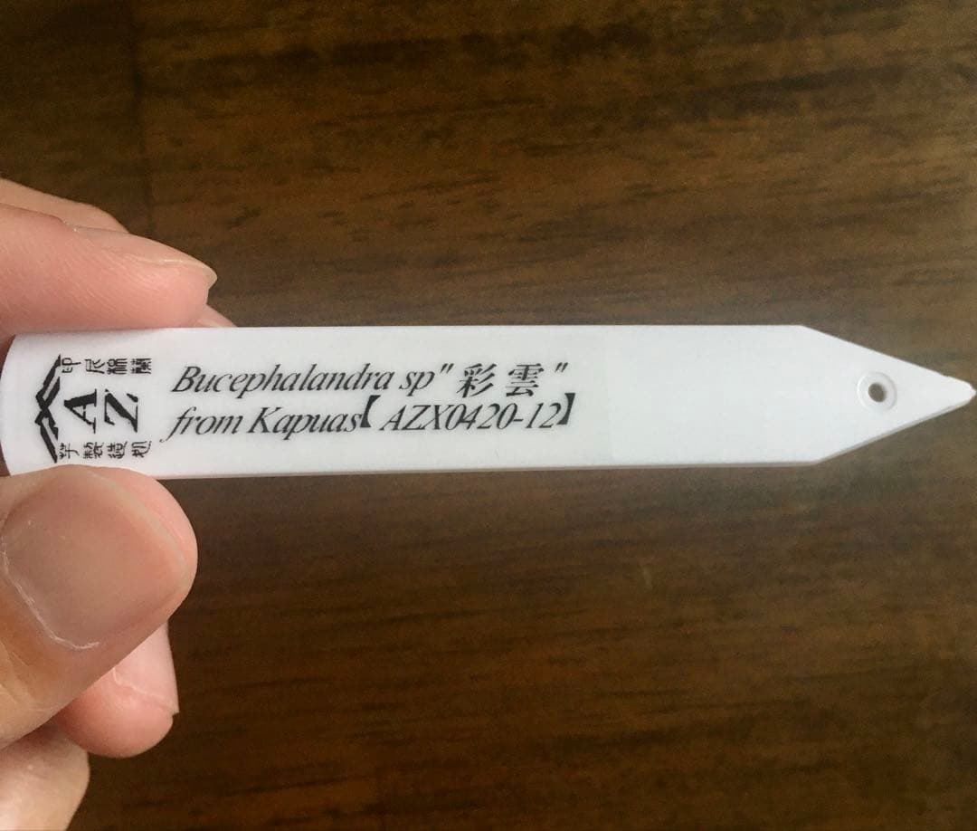 【本物保証】ブセファランドラ sp\"彩雲\" 【AZ便】