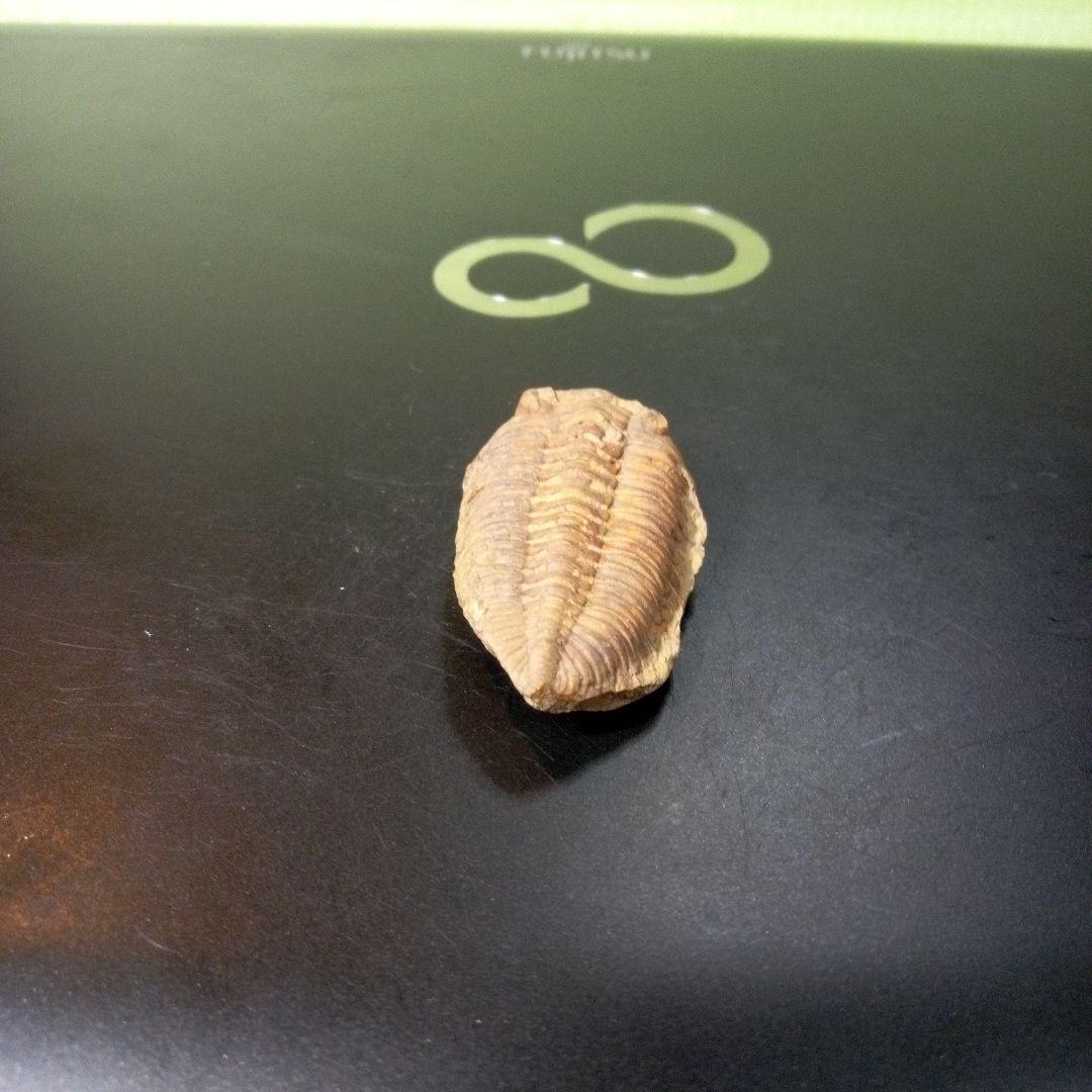 三葉虫　化石　fossil　ボリビア産　トライロバイト　Fossil番号⑦