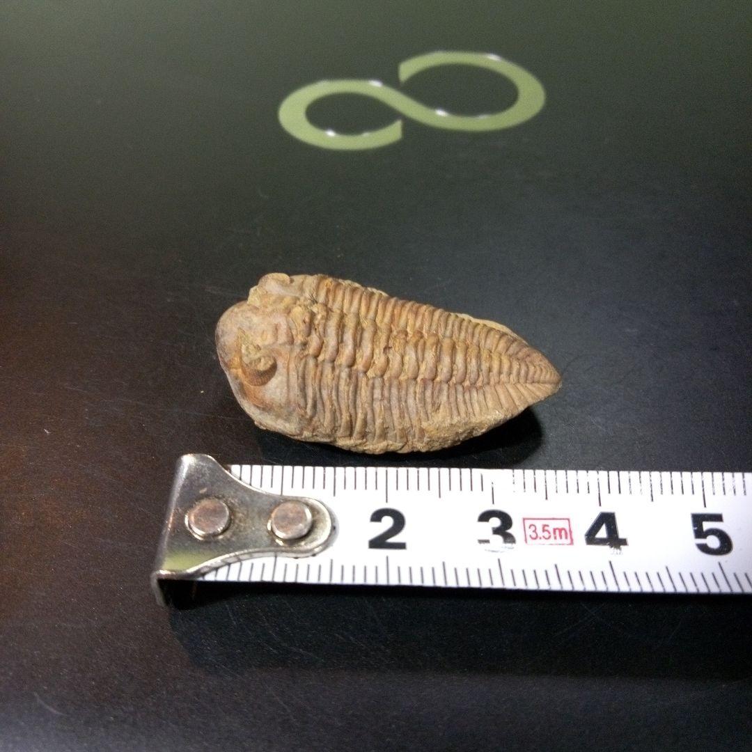 三葉虫　化石　fossil　ボリビア産　トライロバイト　Fossil番号⑦