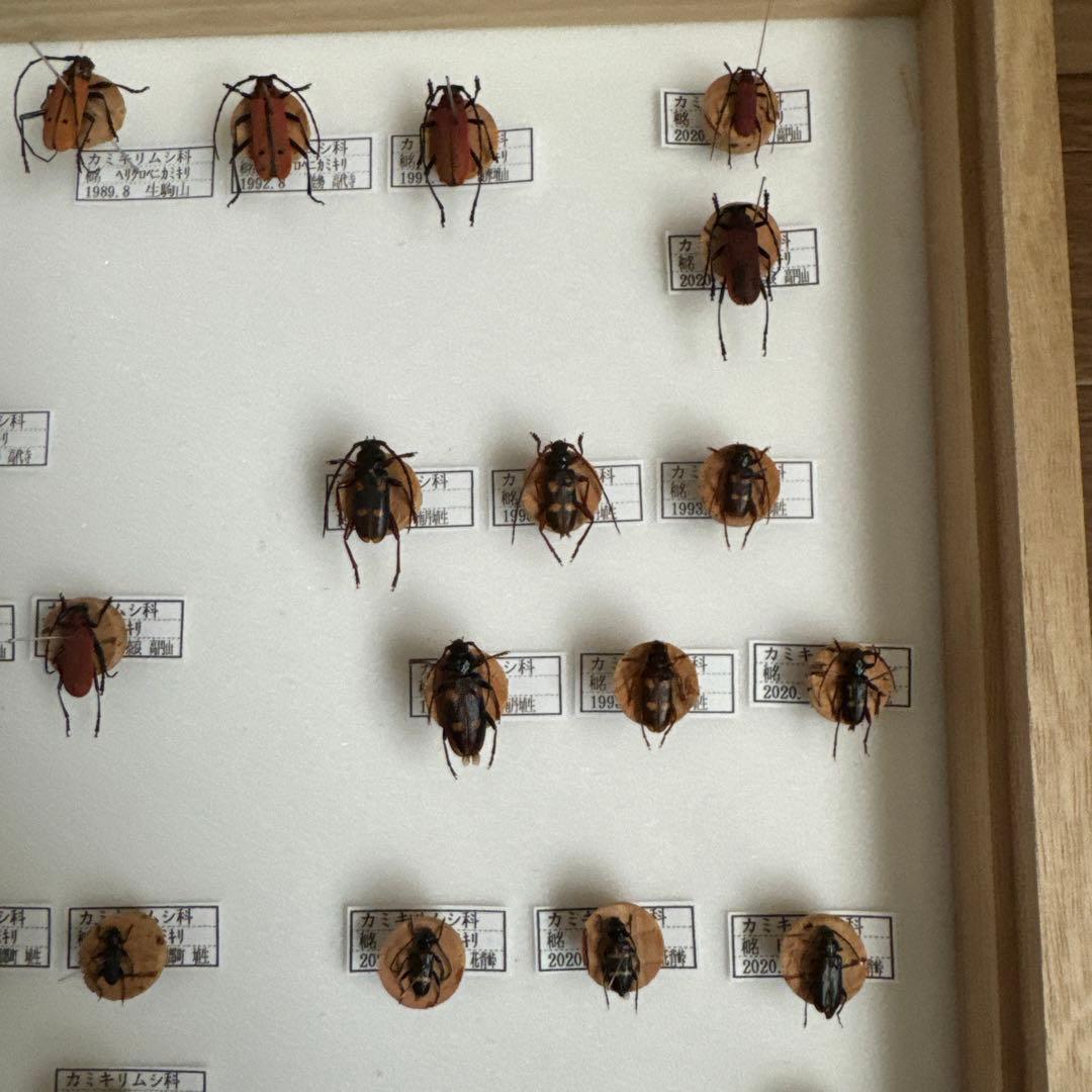 カミキリムシ標本❌3