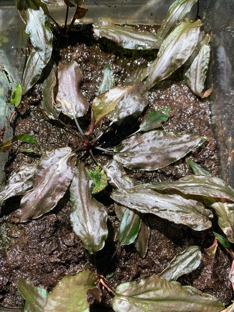 Cryptocoryne grabowskii \