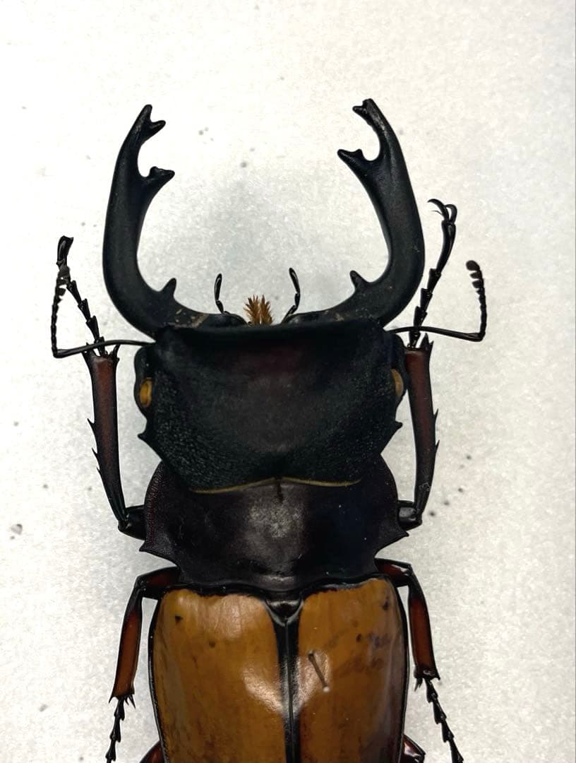 大型フェモラリスツヤクワガタ　原名亜種