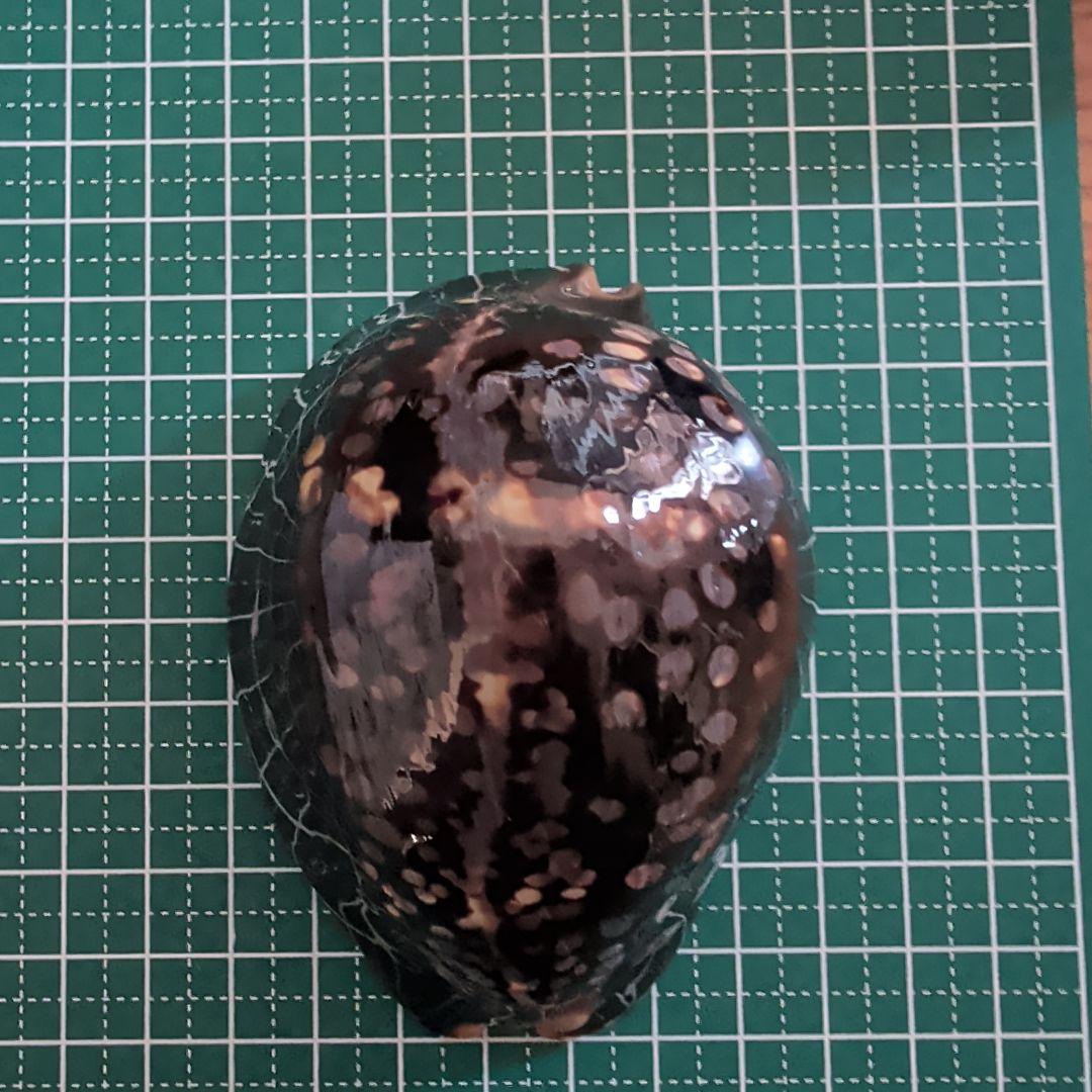 ハチジョウダカラ