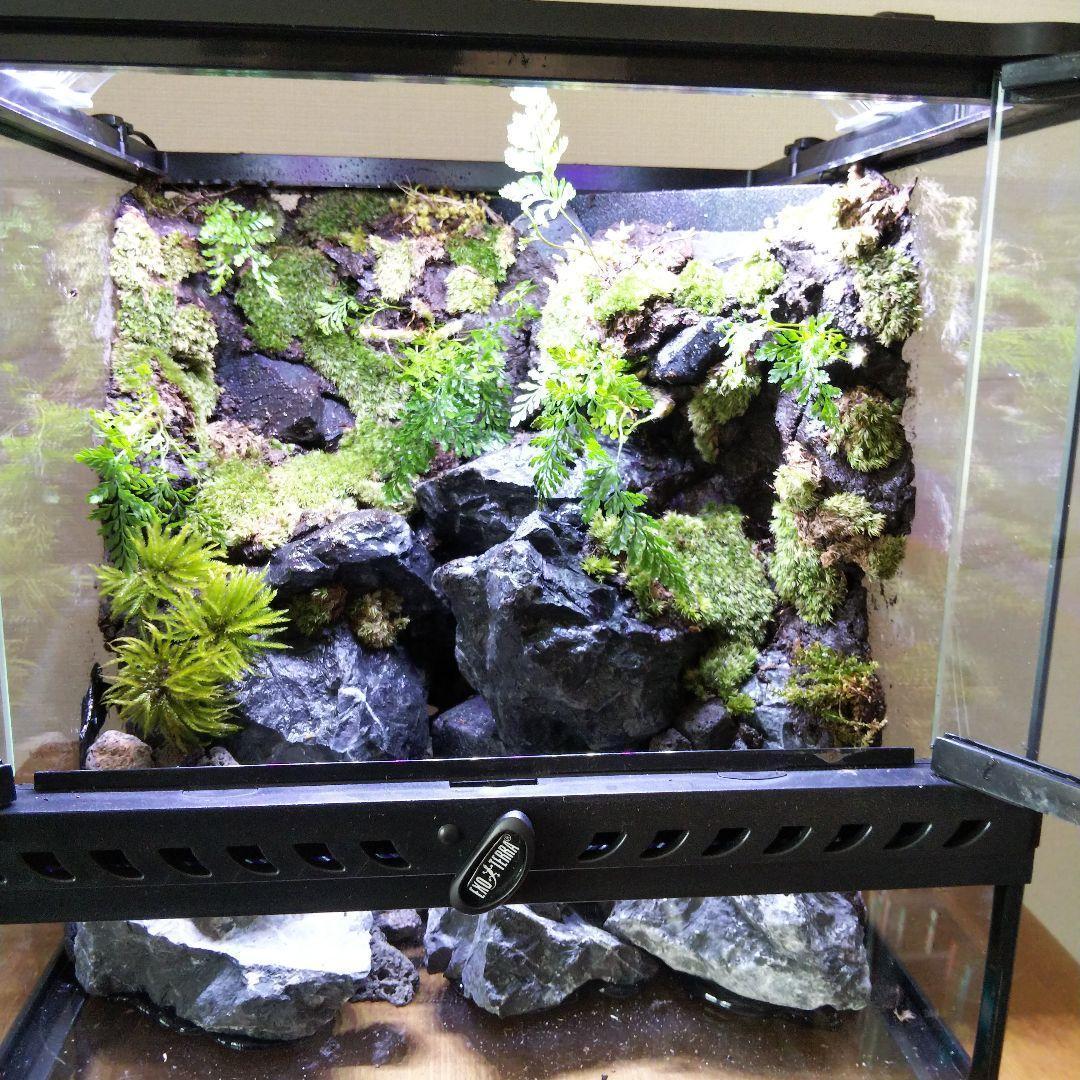 【受注生産】グラステラリウム3030　イモリウム　苔テラリウム　アクアテラリウム