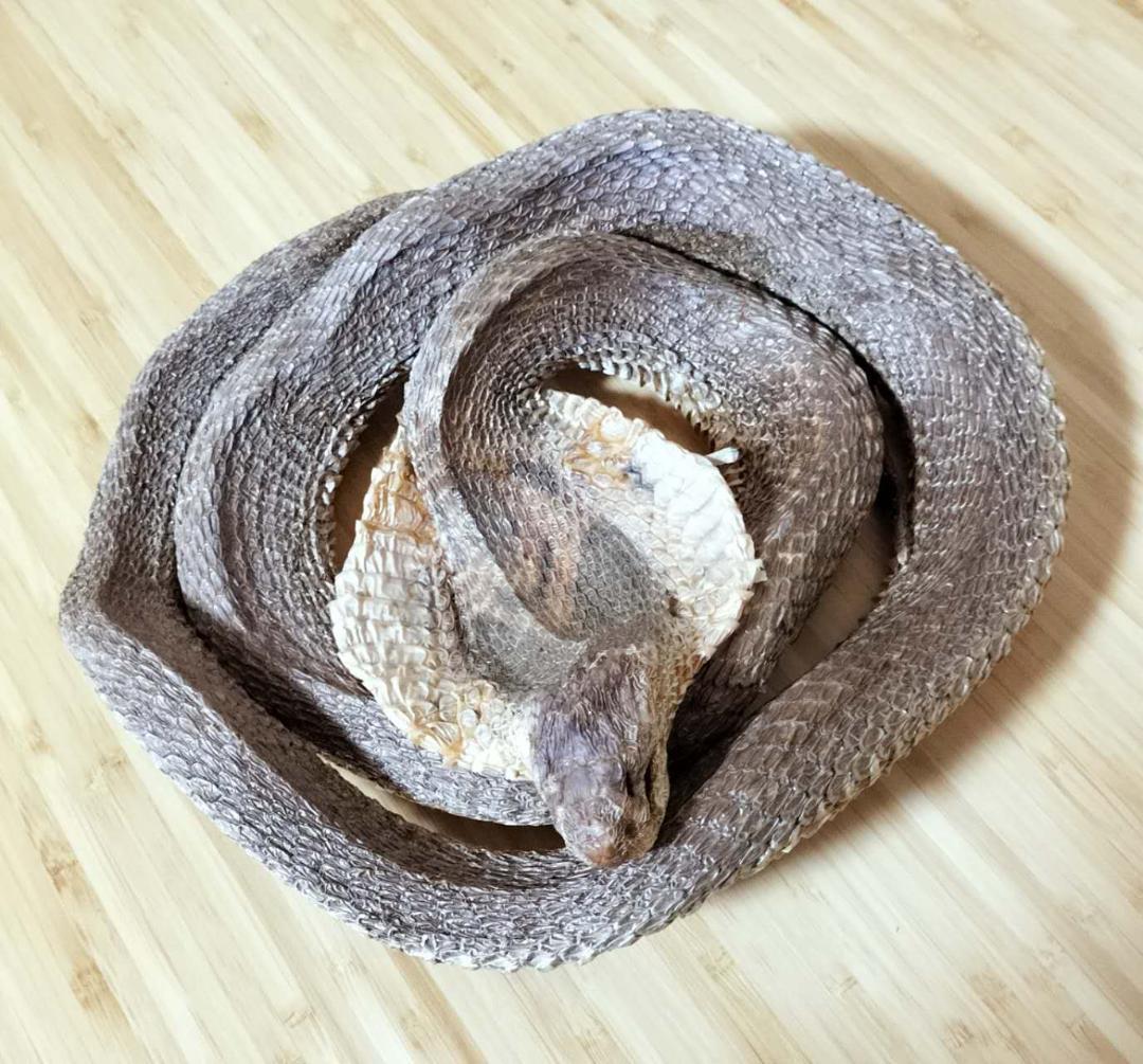 標本　コブラ　剥製