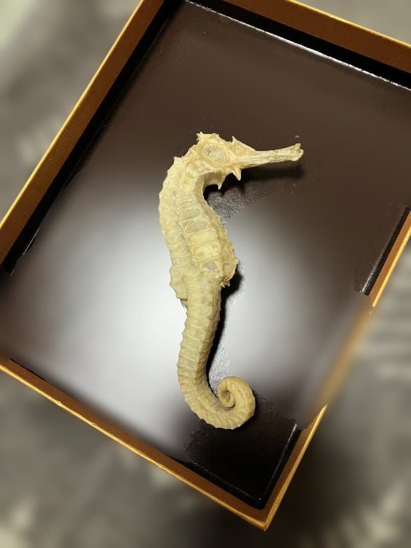 タツノオトシゴ　乾燥標本・特上 【開運 縁起物・希少】 大サイズ