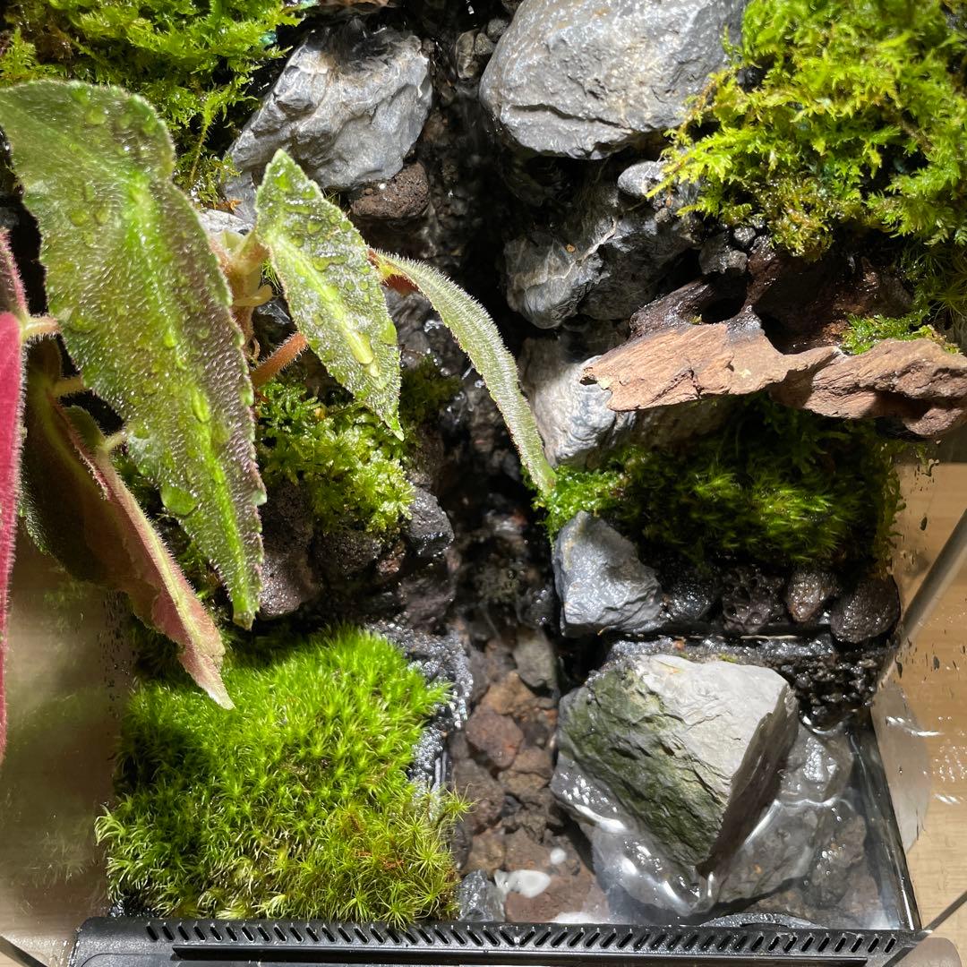 【受注生産】大きな滝のあるアクアテラリウム
