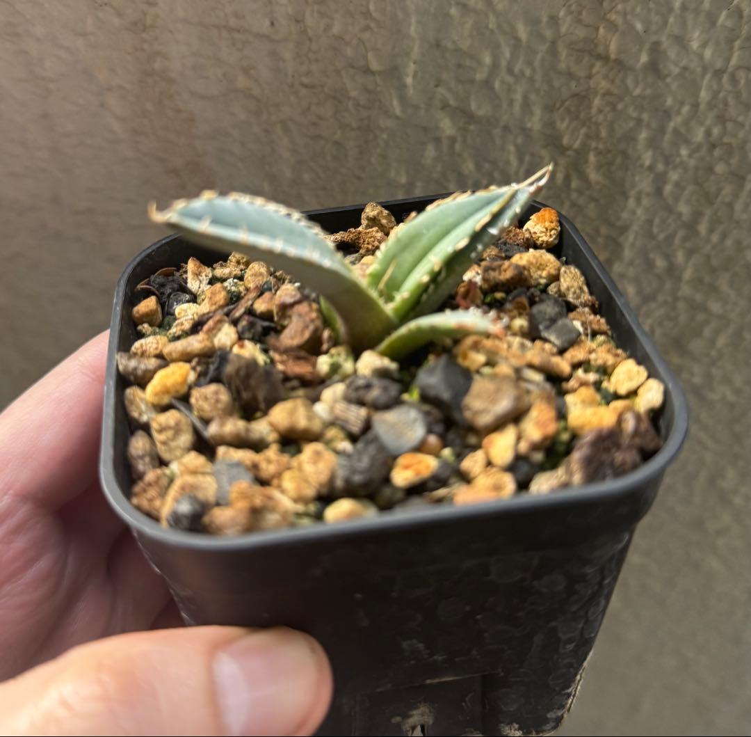 植物育成ライト AMATERAS（アマテラス）20W