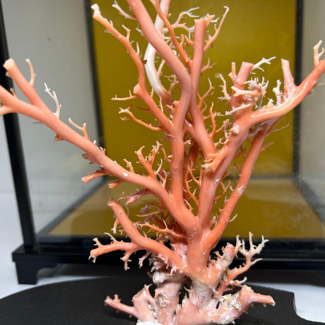 本桃色珊瑚原木　ケース付　東Y7-1209④トヒオ