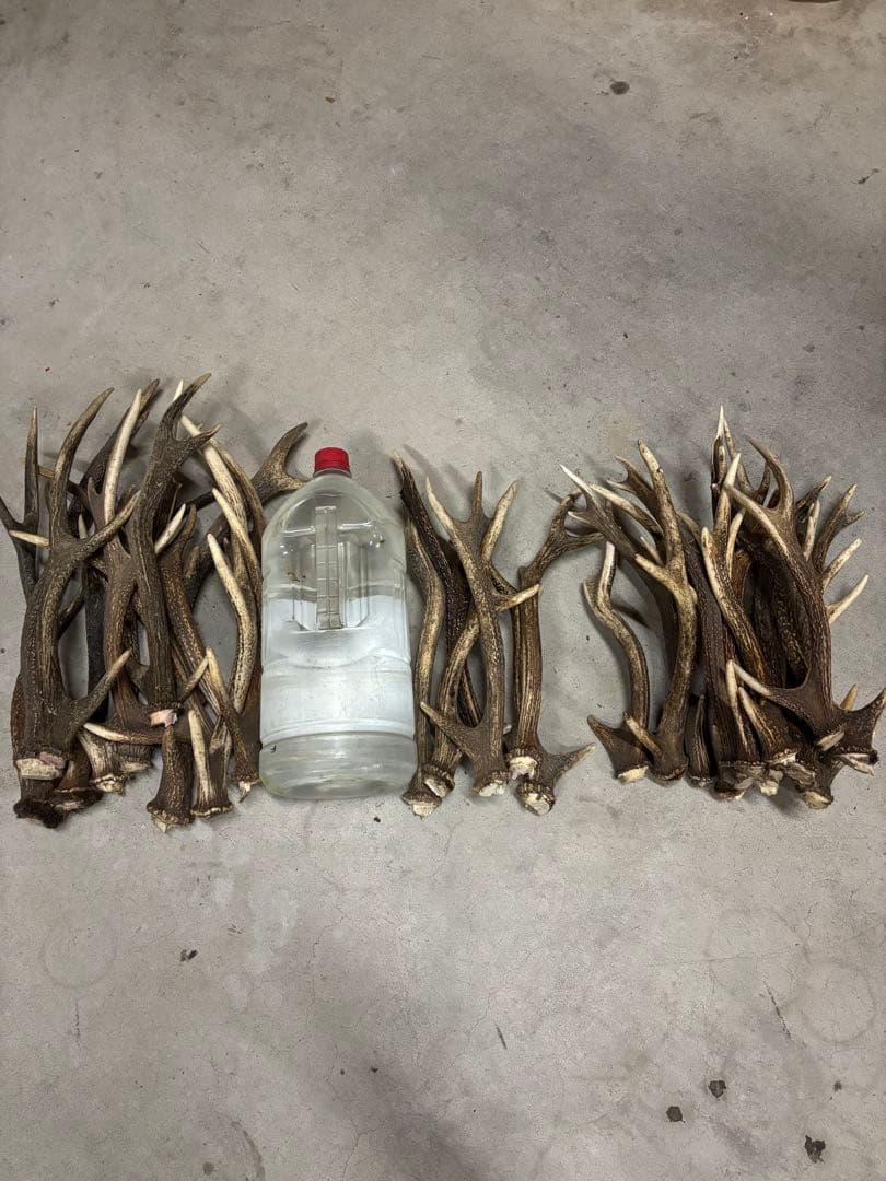日本鹿　角　まとめ売り