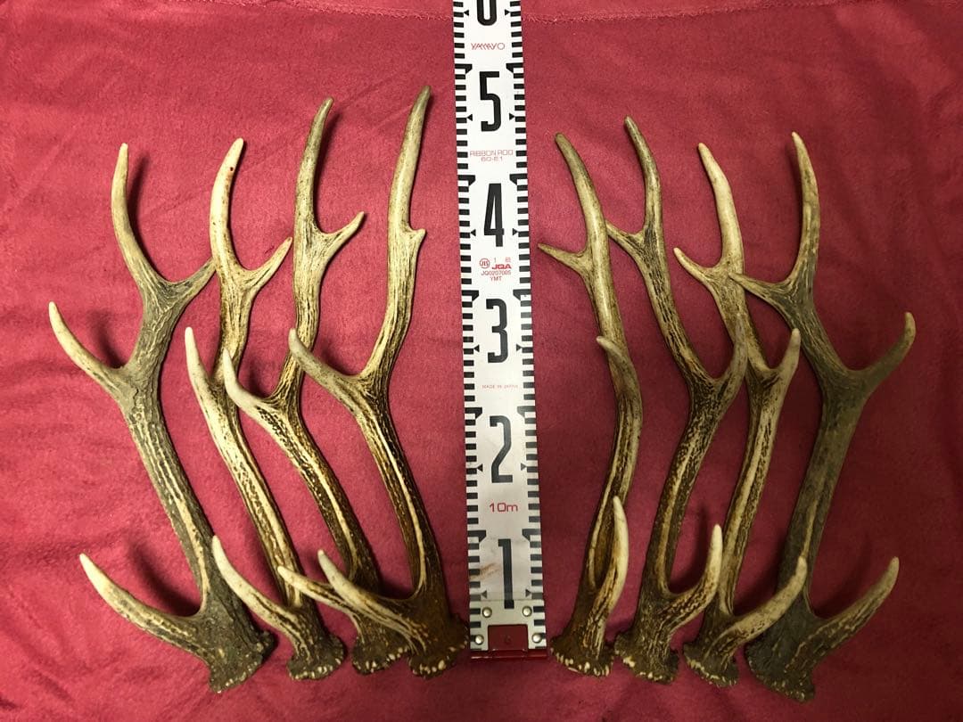 エゾシカ角　中型２１本セット