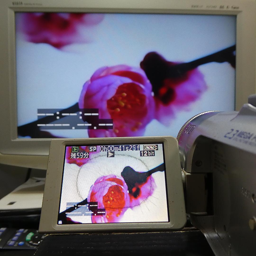 動作良好 パナソニック NV-GS150 MiniDVビデオカメラDVD化に最適