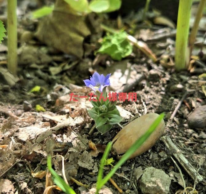 【たーたん】ボンバーヘッド 北海道産ミヤマクワガタ 昆虫標本