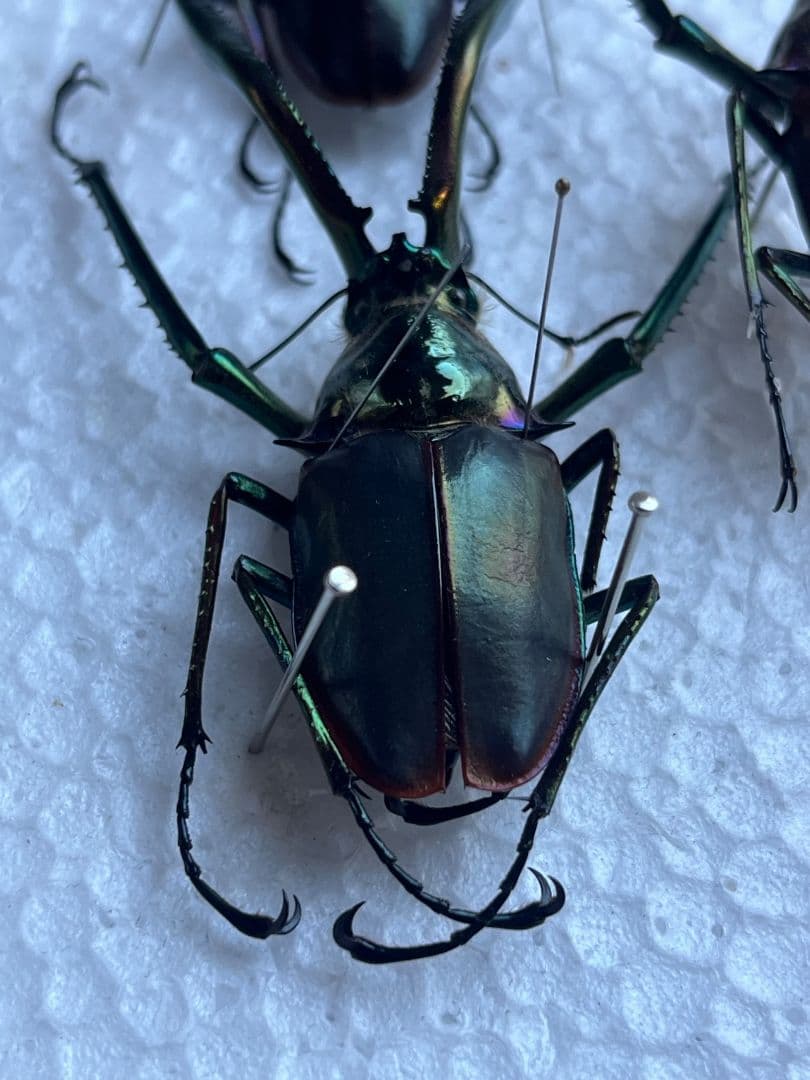 【未展足73mm】ホロメタリクスチリクワガタ シワバネクワガタ コガシラクワガタ