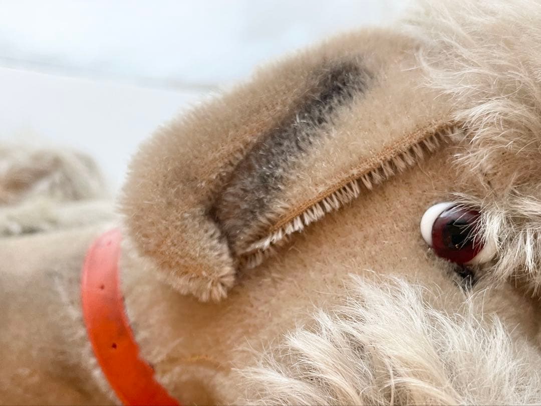 なんとも言えない表情のわんちゃん　シュタイフ　スノビー　プードル　36cm