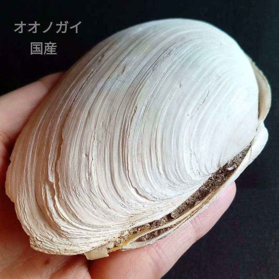 化石　骨格　標本　貝殻　国産　両殻　美麗標本