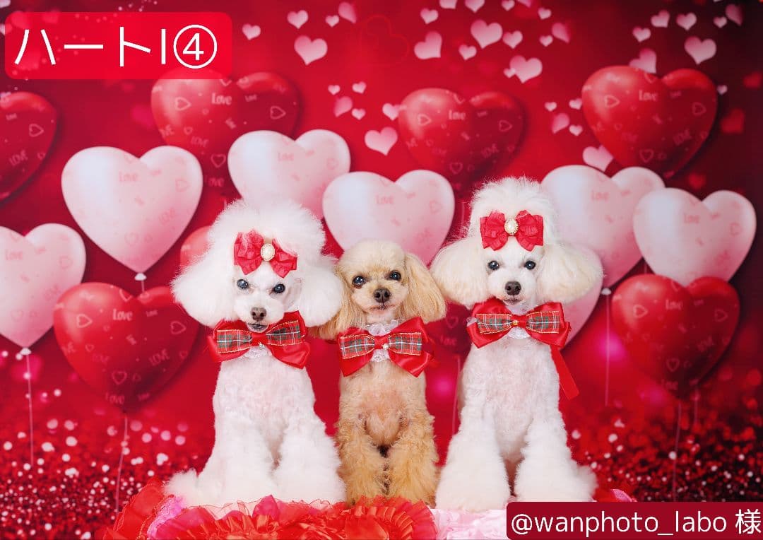 背景布×10枚+2　ペット撮影用ブース　トリミングチョーカー販売中　お正月、春