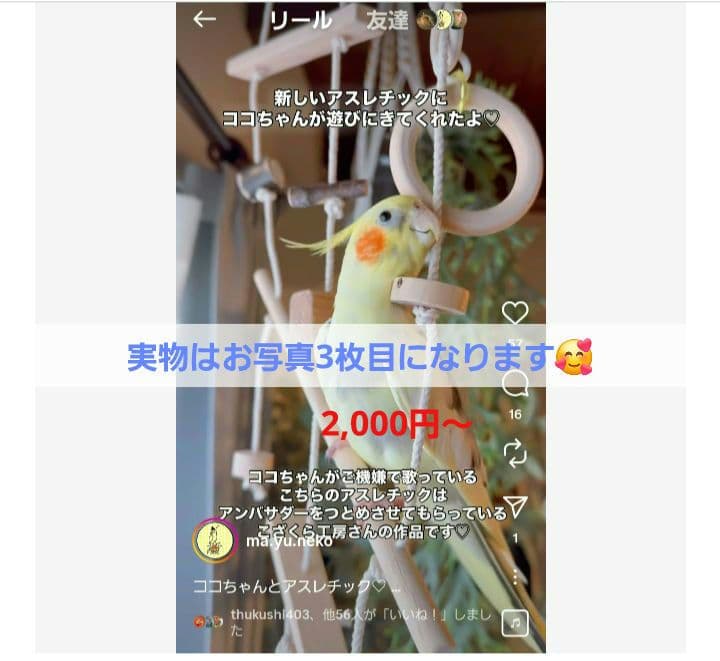 101　インコ　ミニアスレチック　吊り下げセット！　ブランコ　止まり木