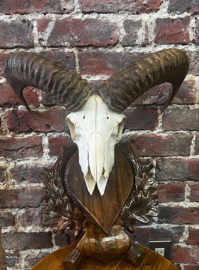 フランスアンティーク　ヒツジ骨剥製壁掛け　ビンテージ