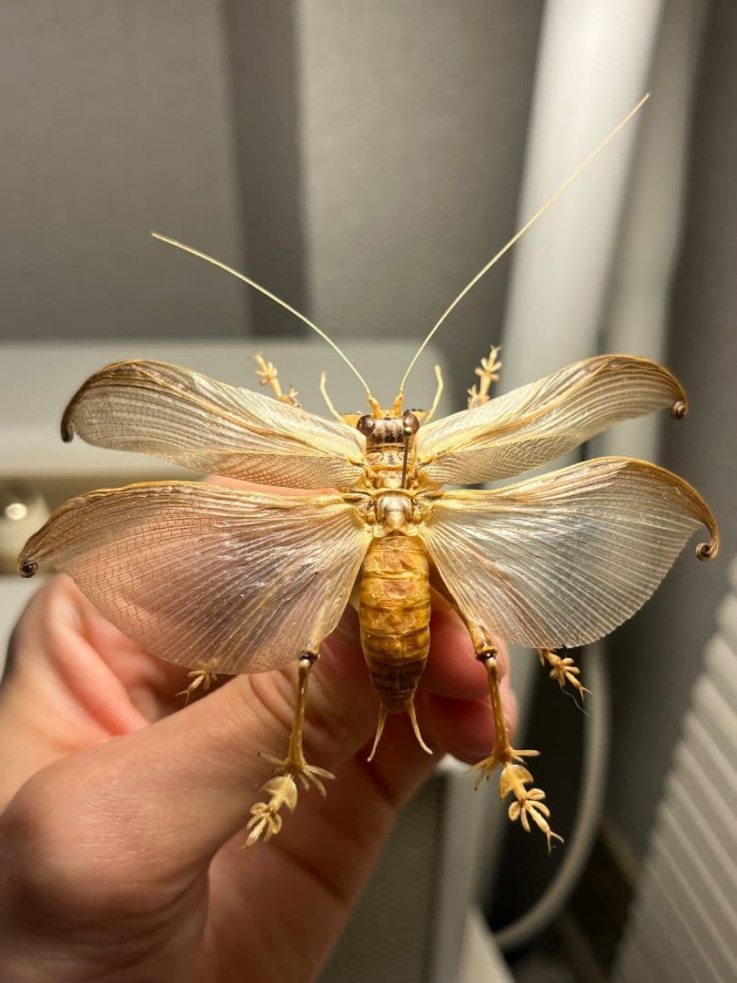 【希少産地】ミャンマー産のマキバネコロギス 昆虫標本バッタ キリギリスコロギス