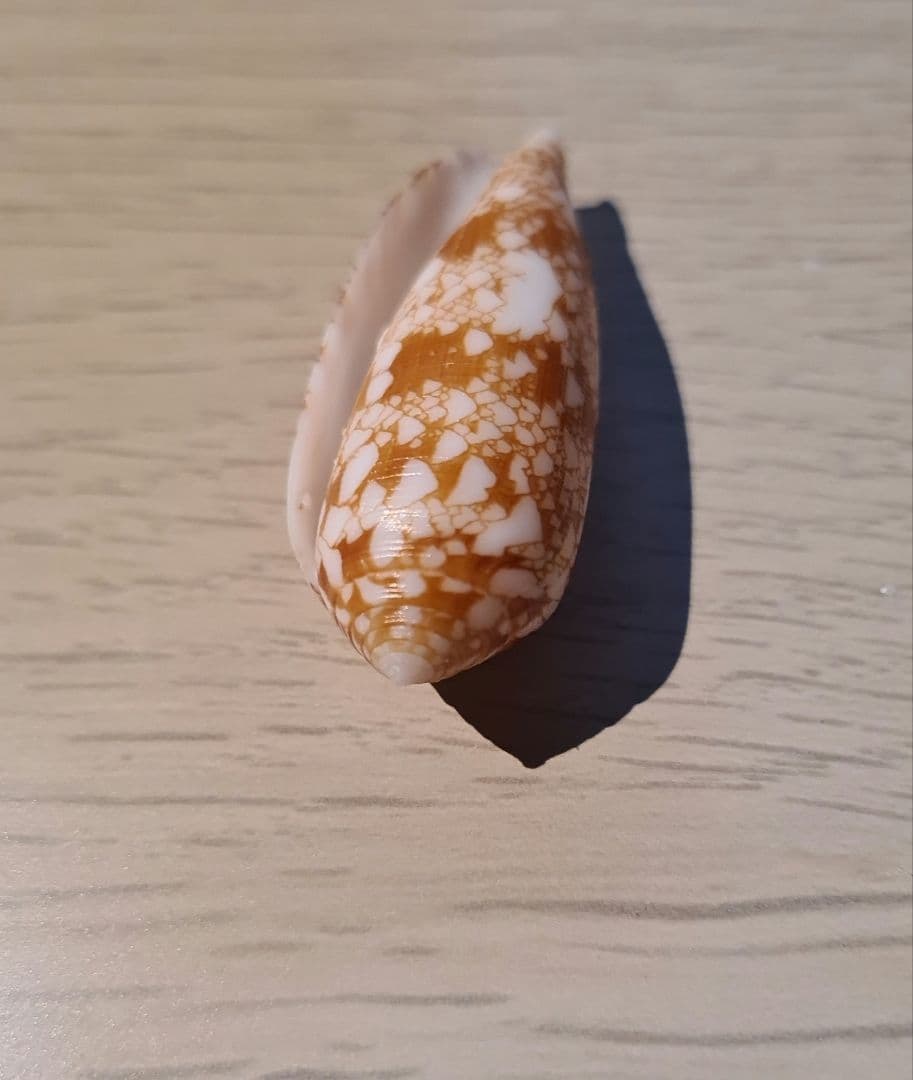 イモガイ貝殻 Darioconus Auricomus