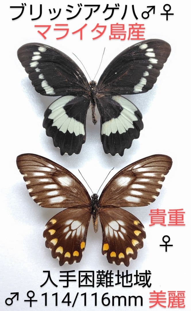 ブリッジアゲハ♂♀標本★ マライタ島産ソロモン諸島産★美麗ペア個体数少ない