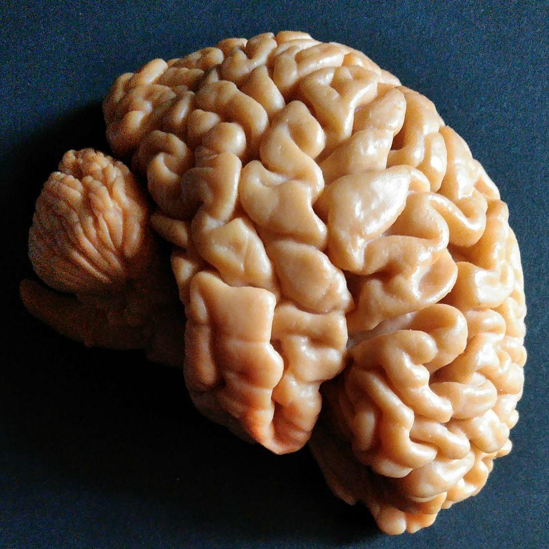 脳　Brain　精密モデル　模型　約14cm　右脳