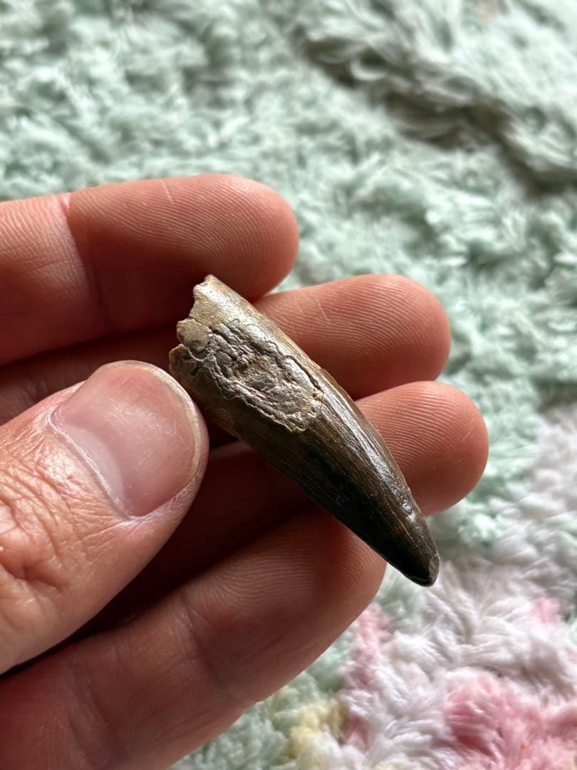 4.5cm スコミムス　歯　化石