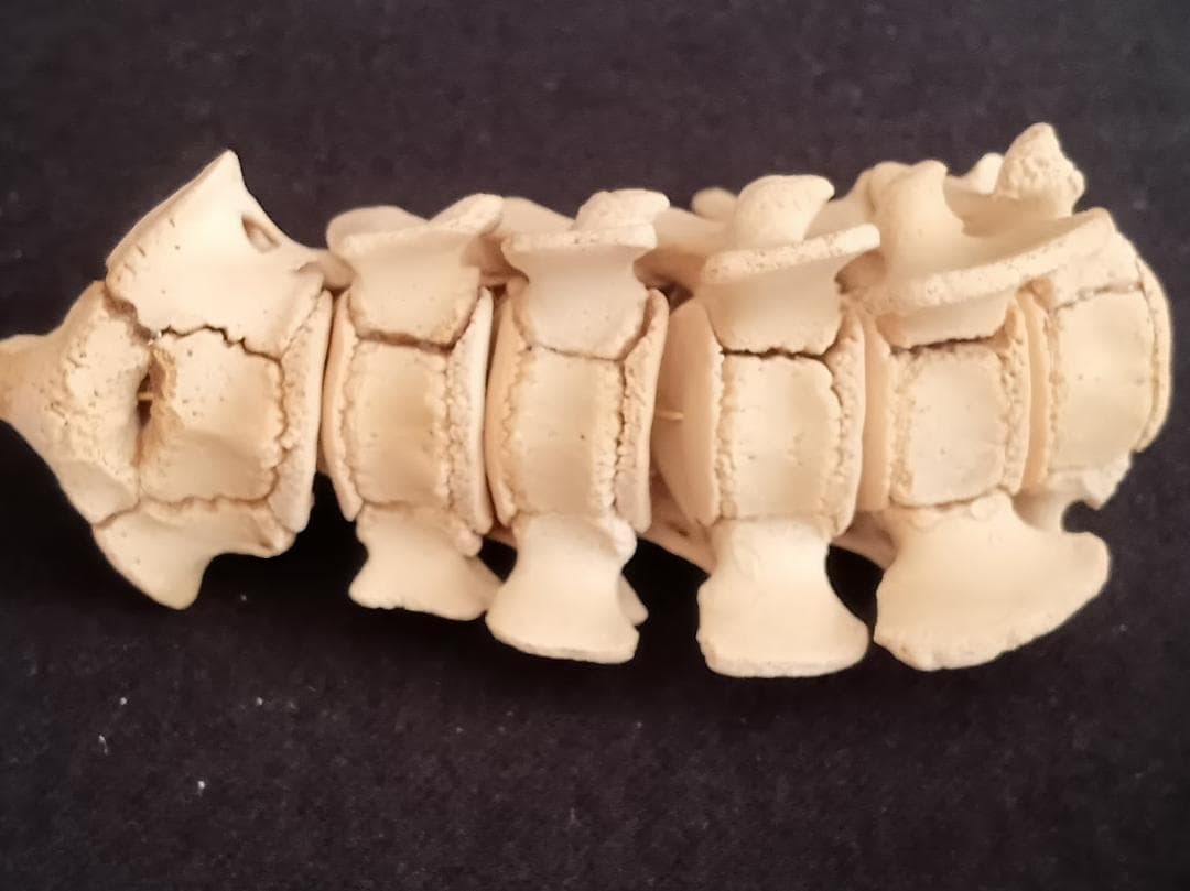 【お買い得】種名イノシシ　♂　２５Kg　頭骨～尾椎　骨格標本