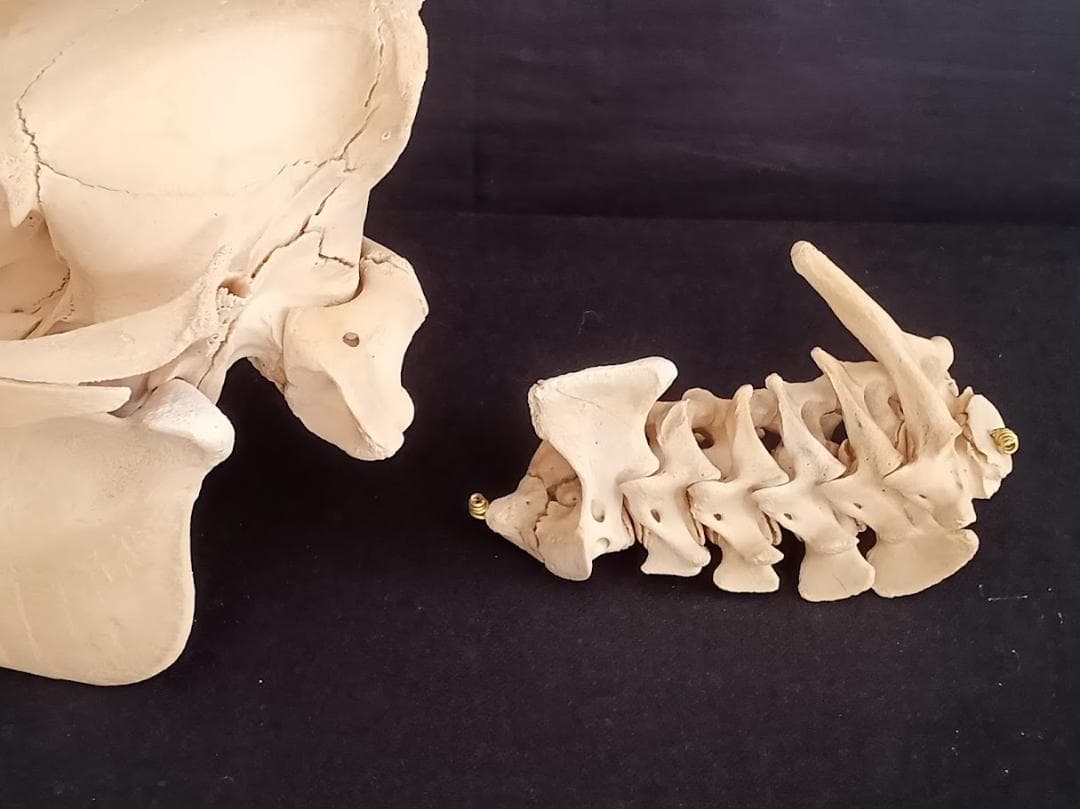 【お買い得】種名イノシシ　♂　２５Kg　頭骨～尾椎　骨格標本