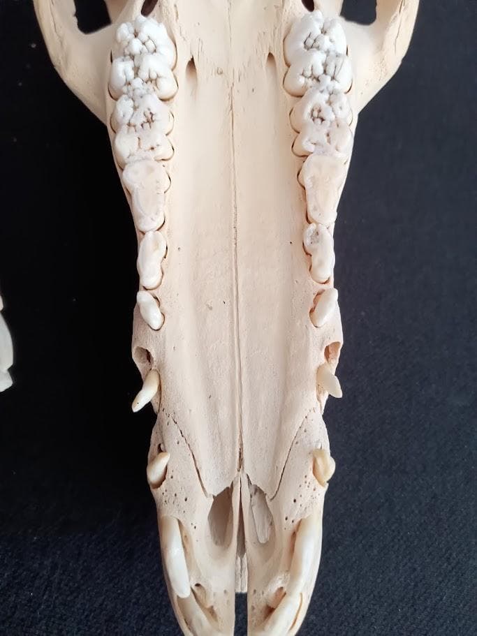 【お買い得】種名イノシシ　♂　２５Kg　頭骨～尾椎　骨格標本