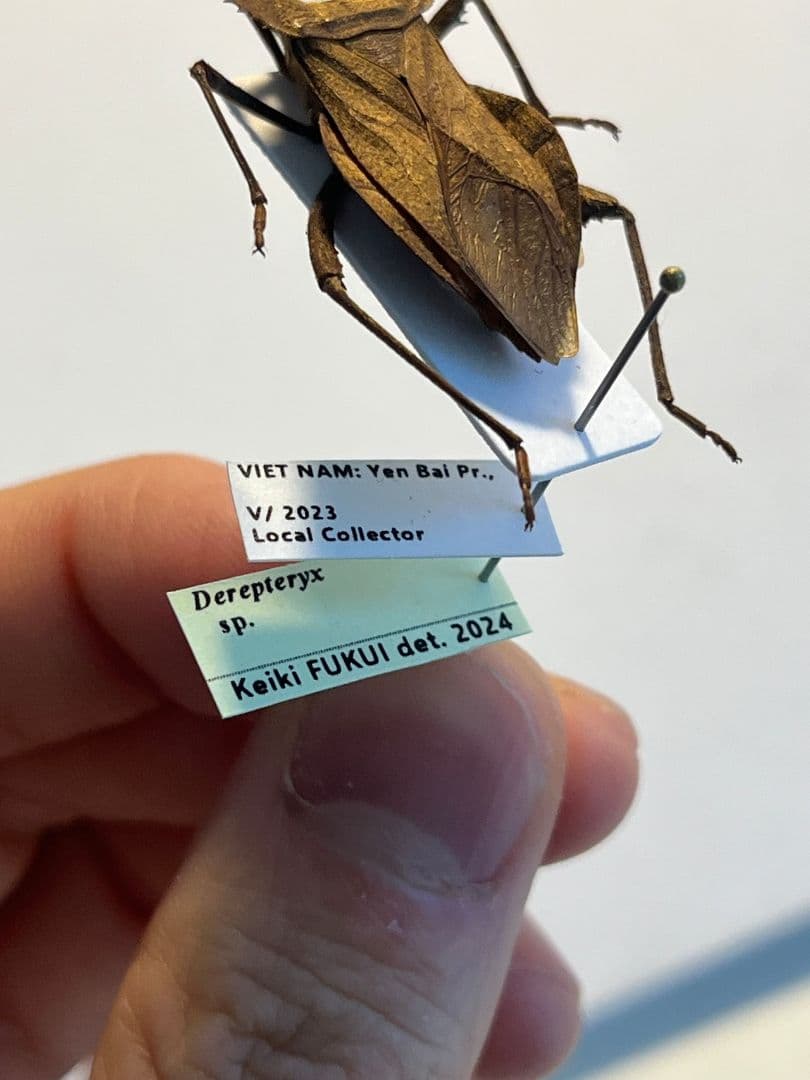 【極美展足】オウサマヘリカメムシに酷似のカメムシ サシガメ甲虫昆虫標本ハムシ