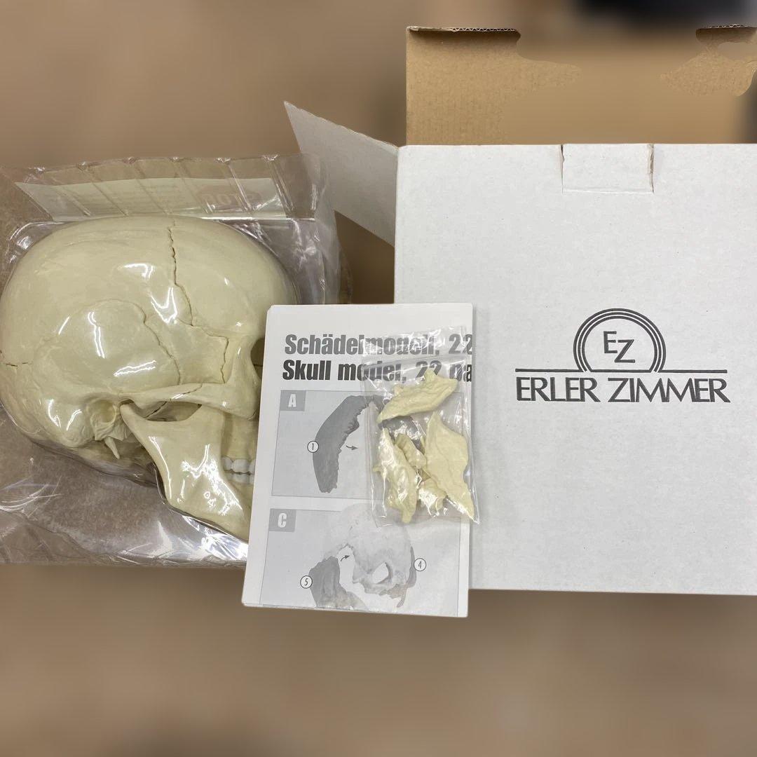 ERLER ZIMMER 人体模型