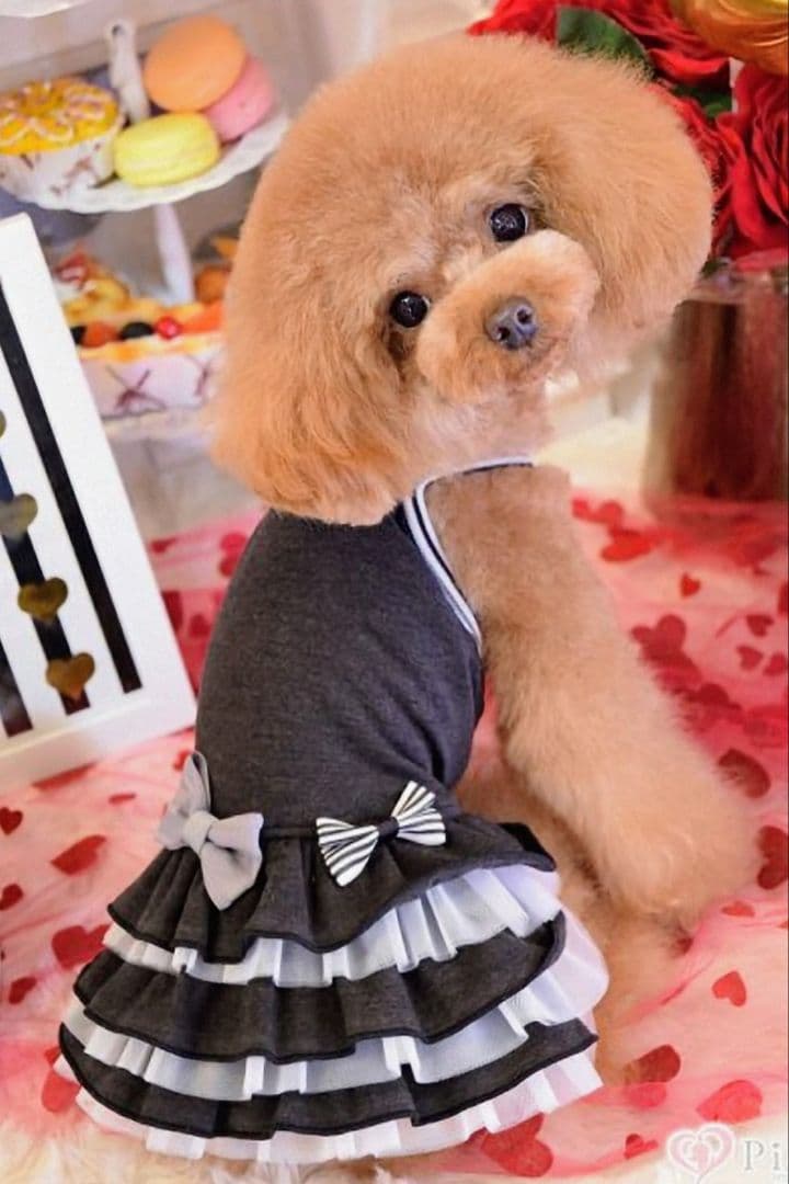 THEfancys テラヘルツ2wayフリフリワンピ ブラック＋ピンク