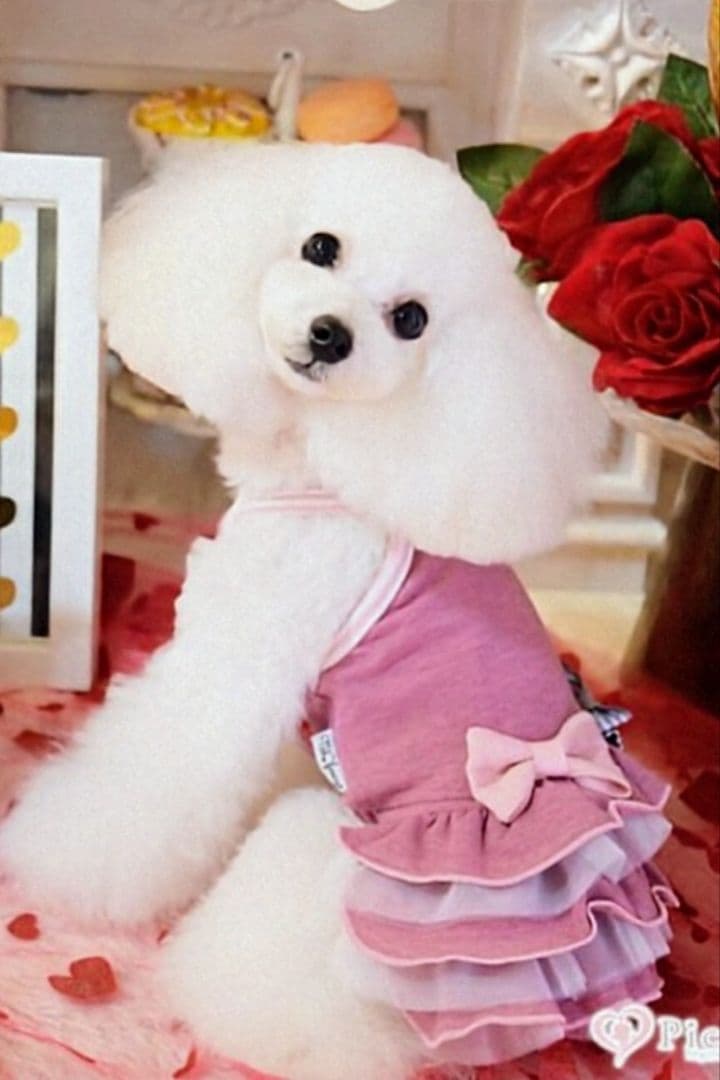 THEfancys テラヘルツ2wayフリフリワンピ ブラック＋ピンク