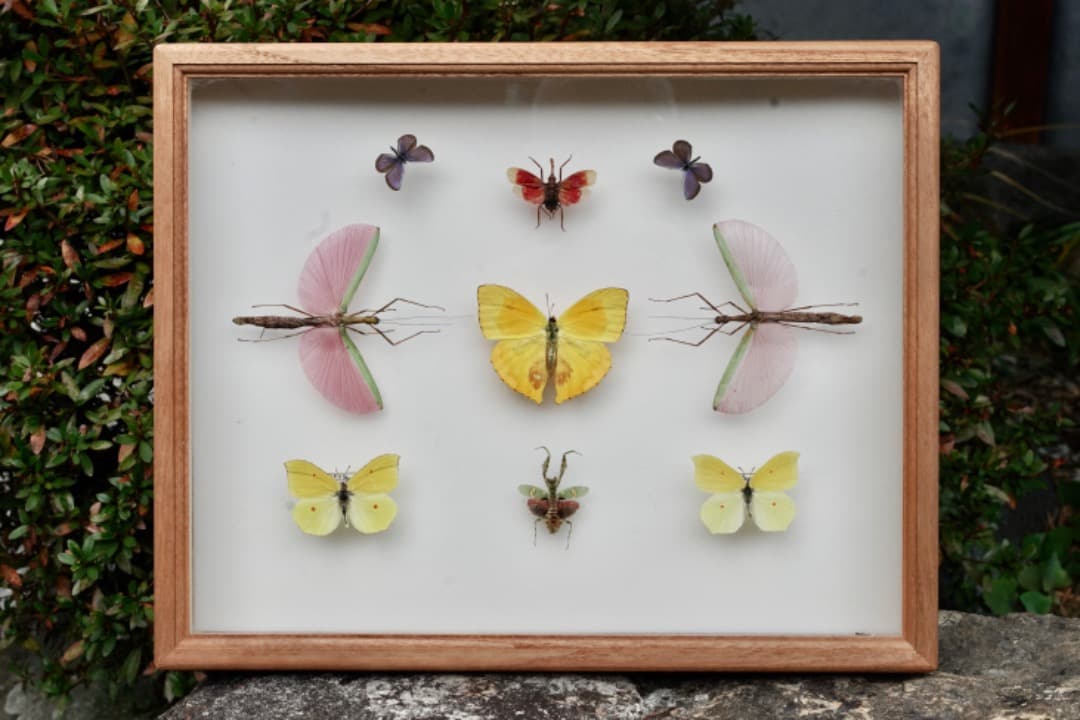 蝶と昆虫の標本