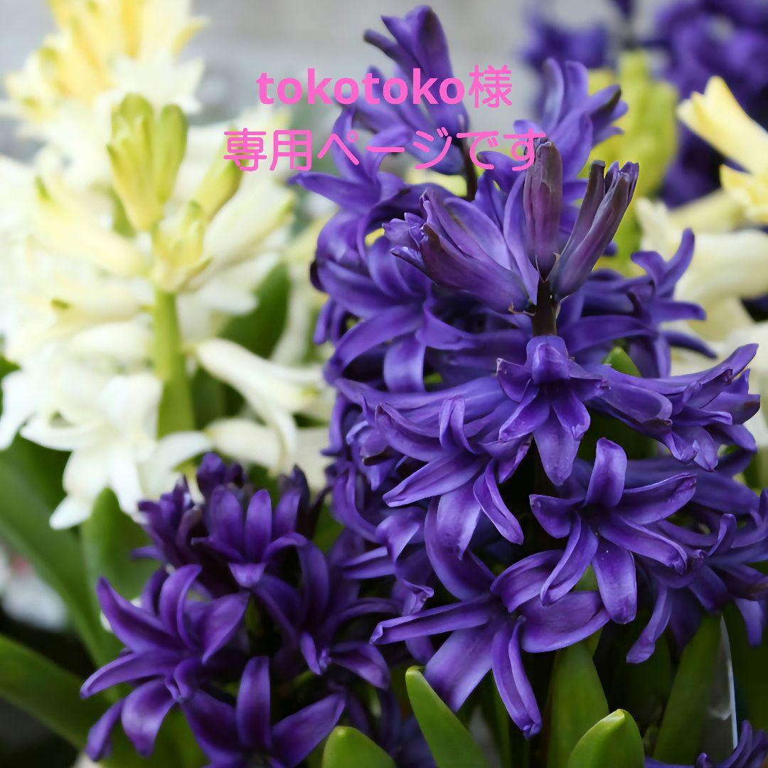 tokotokoページです