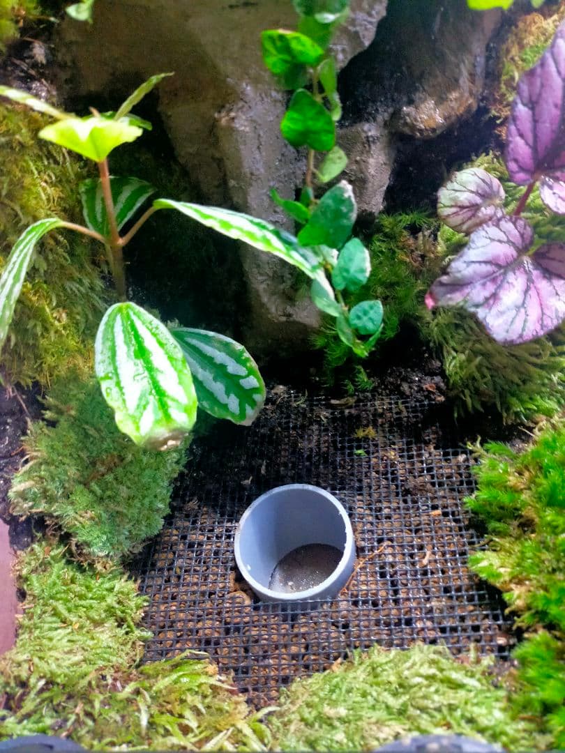 天然苔テラリウムケージ完成品、隠れ家や渡り棒付き、カエル、イモリなど