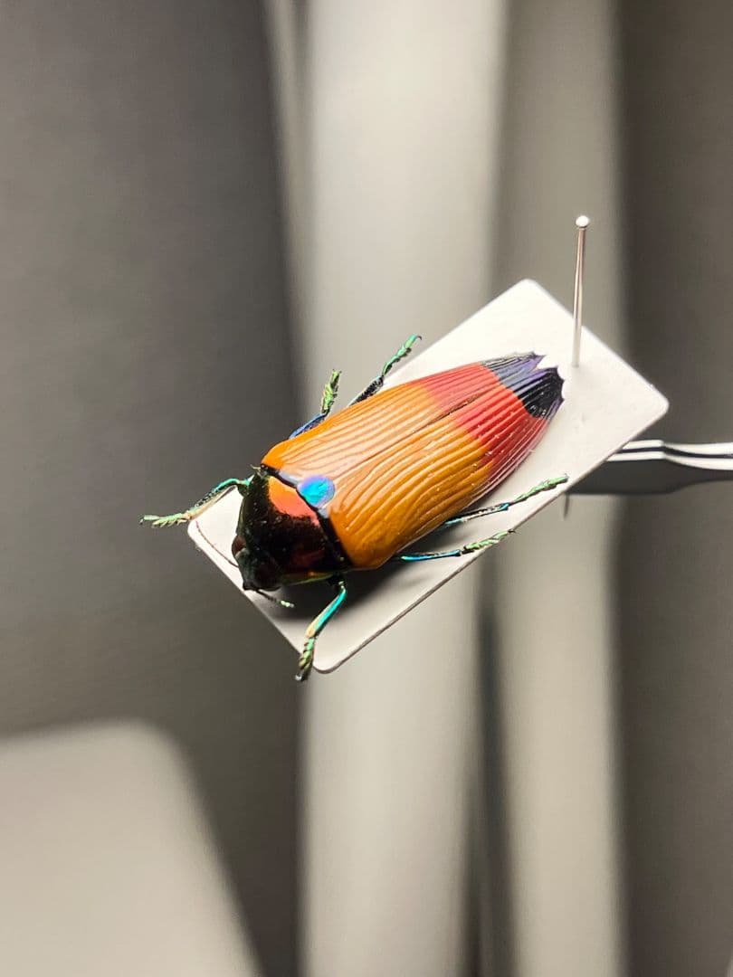 【26mm】ツマルリハデムカシタマムシ 標本 スハンダエ プラチナコガネ