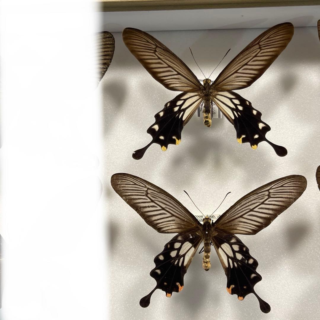 黒いアゲハ蝶各種の標本