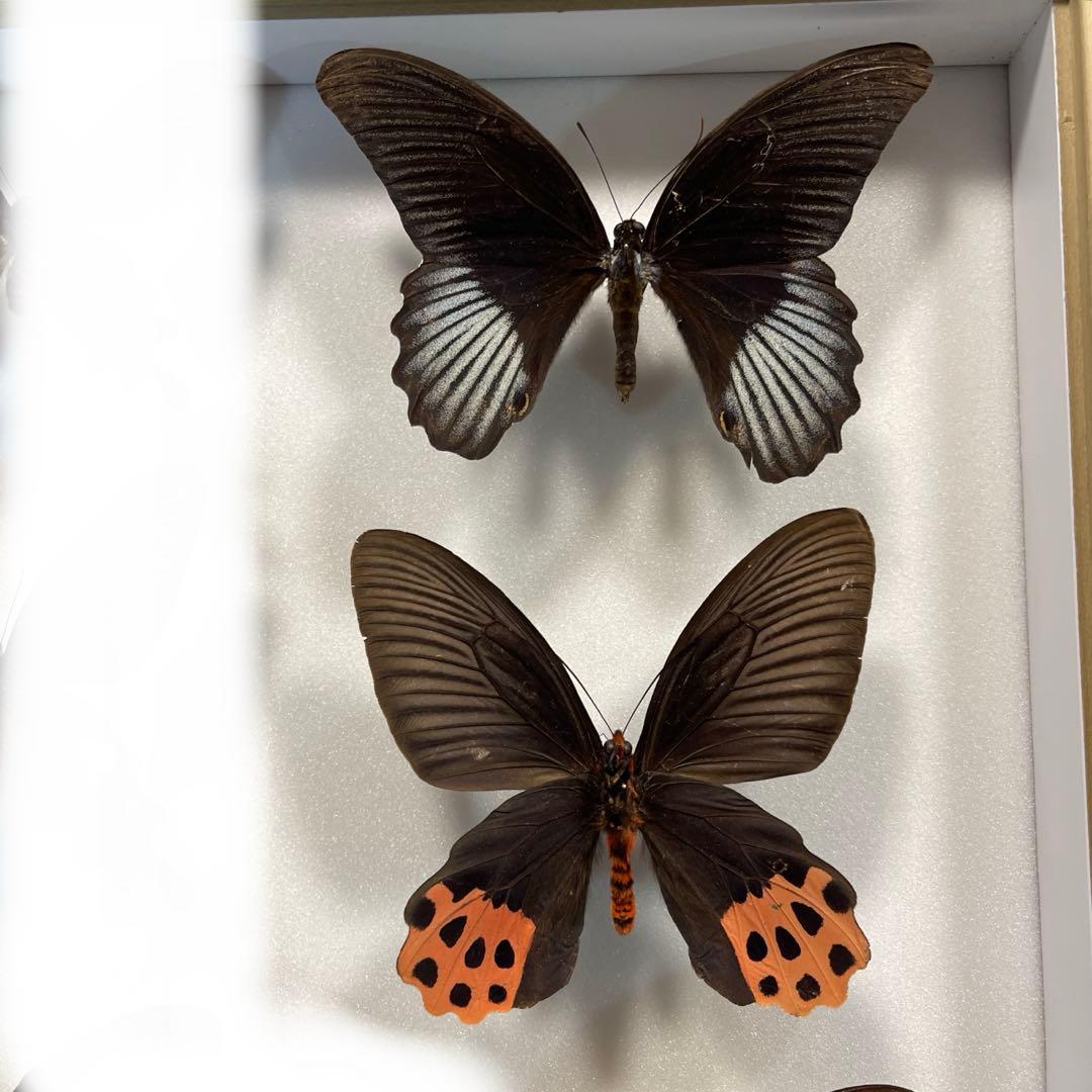 黒いアゲハ蝶各種の標本