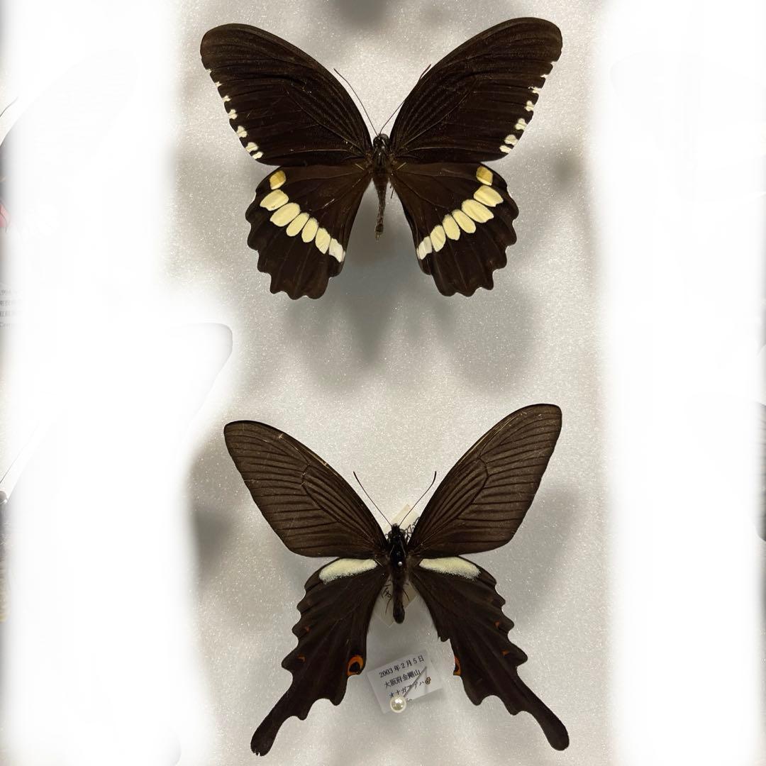 黒いアゲハ蝶各種の標本