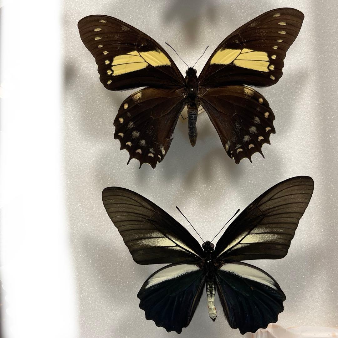 黒いアゲハ蝶各種の標本