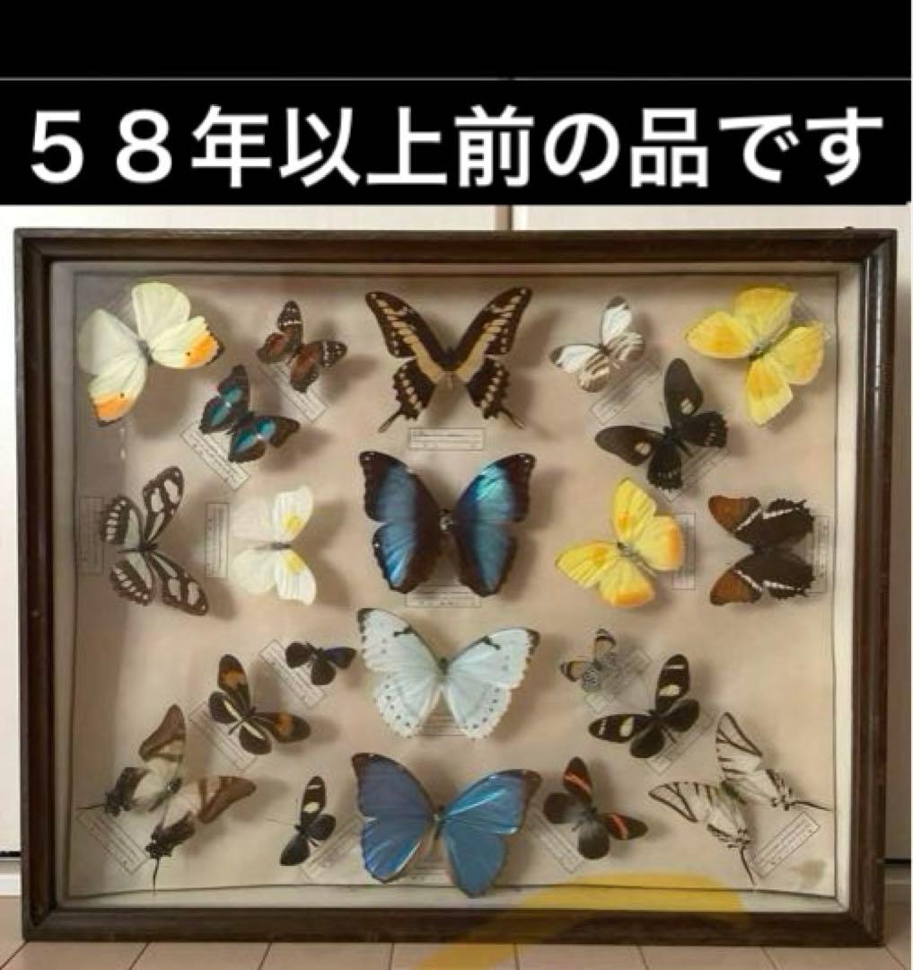 モルフォ蝶　他　アンティーク蝶標本　ヴィンテージ標本　全22種類