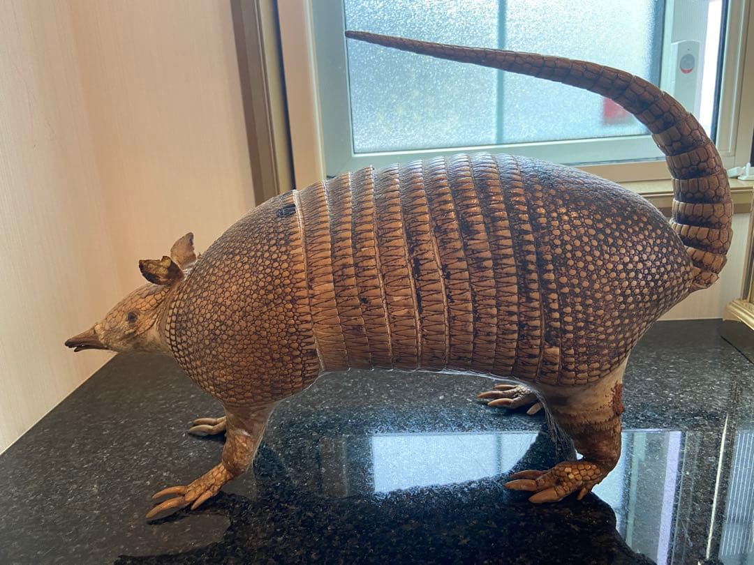 アルマジロ剥製 置物 インテリア 置き物 哺乳類 被甲目 標本 オブジェ 珍獣
