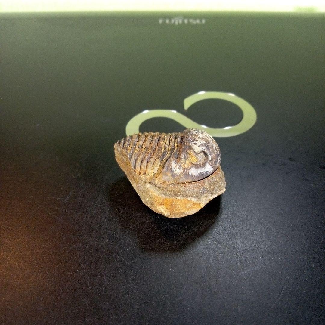 三葉虫　化石　fossil　ボリビア産　trilobite　南アメリカ化石郡⑦